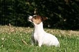 JACK RUSSEL 150